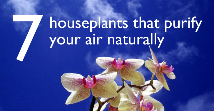 7 Indoor plants that purify the Air around you naturally